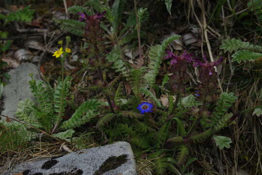 Imagem de Pedicularis transmorrisonensis Hayata