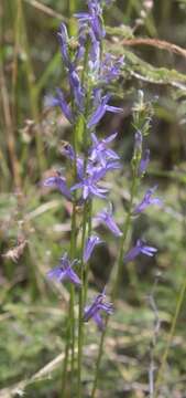 Image of Lobelia gruina Cav.