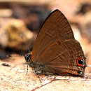 Image of Anthene ituria (Bethune-Baker 1910)