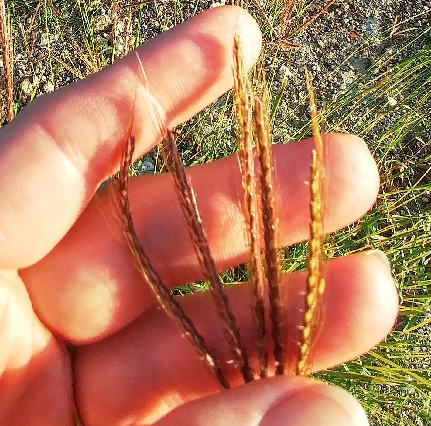 Image of Kleberg's bluestem