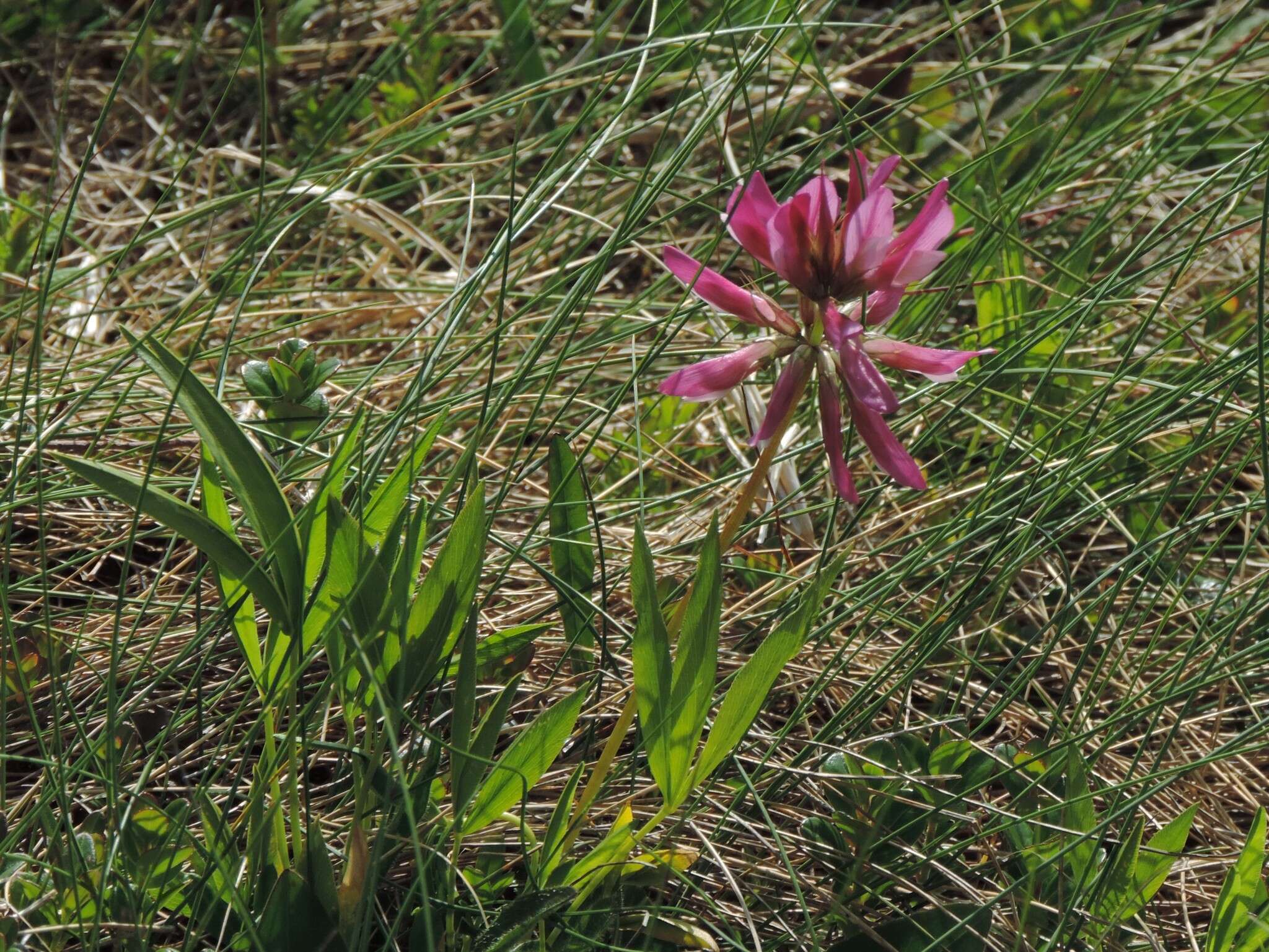 Trifolium alpinum L.的圖片