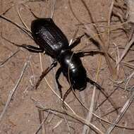 Image of Great Plains Giant Tiger Beetle