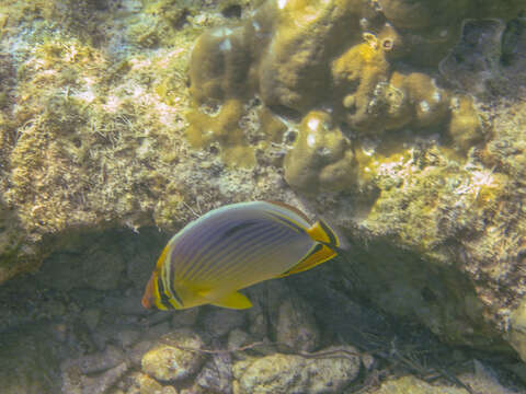 Image of Lineated Butterflyfish