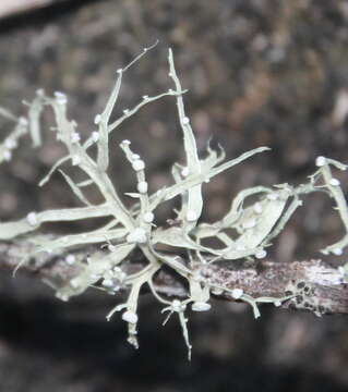 Image of cartilage lichen