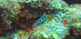 Image of lettuce sea slug