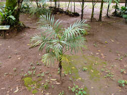 Image of parlor palm