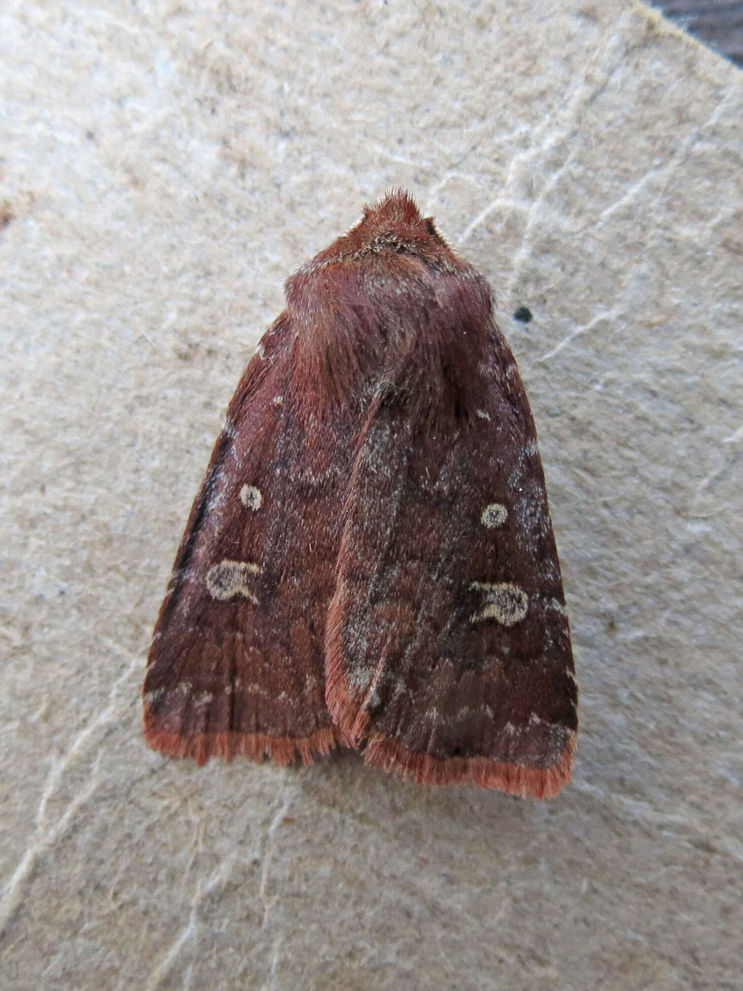 Слика од Cerastis tenebrifera Walker 1865