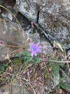 Lactuca perennis L. resmi