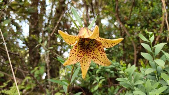 Image of Lilium bakerianum var. delavayi (Franch.) E. H. Wilson