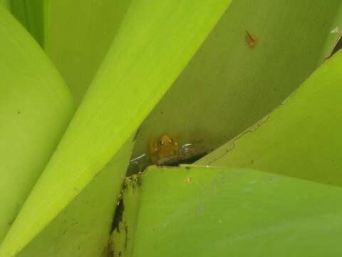 Image of Golden rocket frog