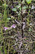 Image of Small-Flower Lousewort