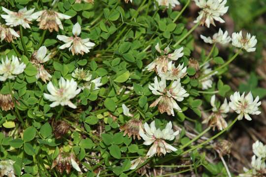 Image of Pale Clover