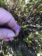 Image of Stilbe ericoides (L.) L.