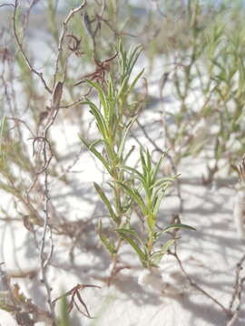 Oenothera hartwegii subsp. filifolia (Eastw.) W. L. Wagner & Hoch resmi