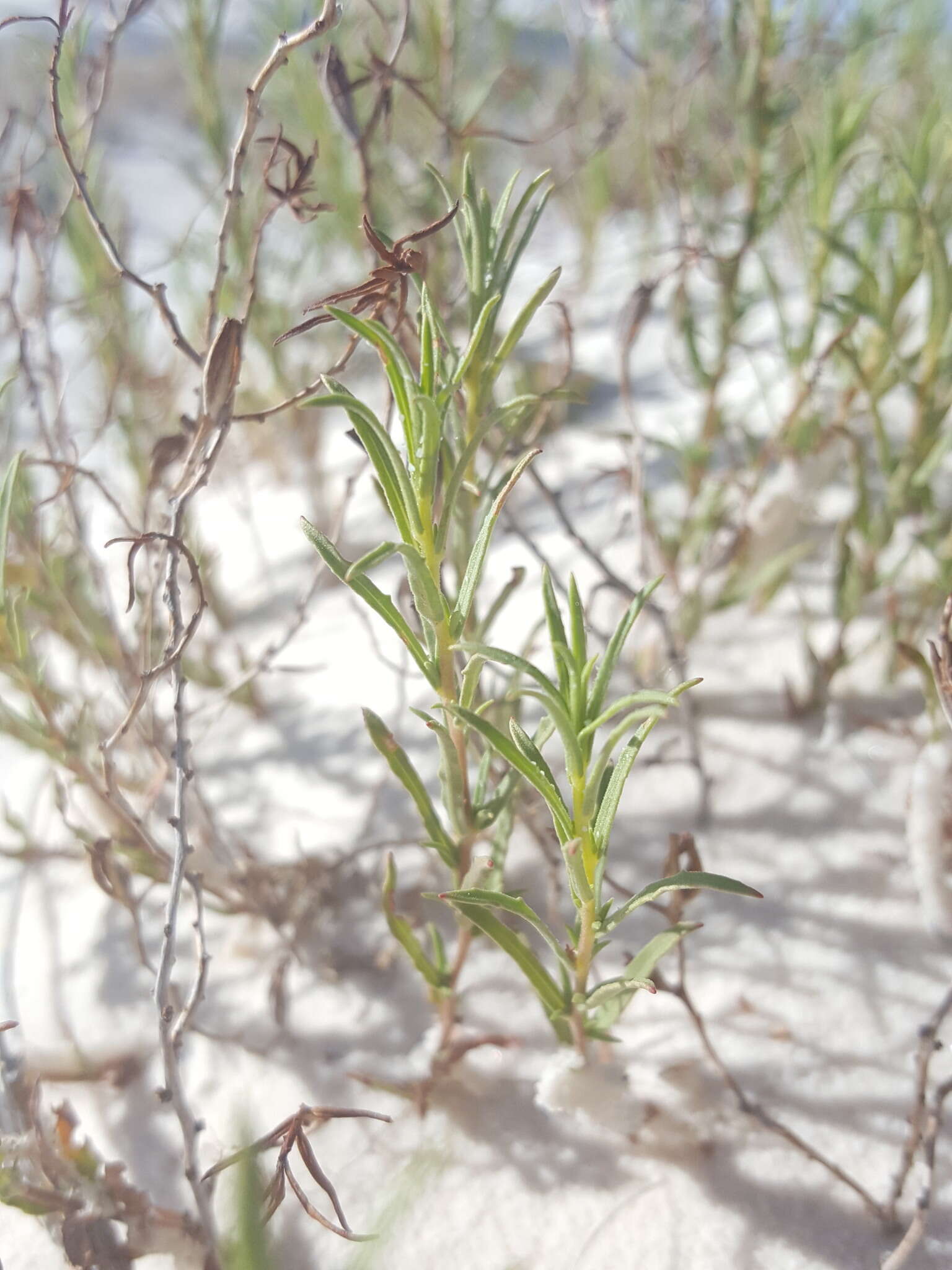 Sivun Oenothera hartwegii subsp. filifolia (Eastw.) W. L. Wagner & Hoch kuva