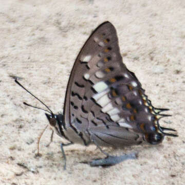 Imagem de Charaxes solon sulphureus Rothschild 1900