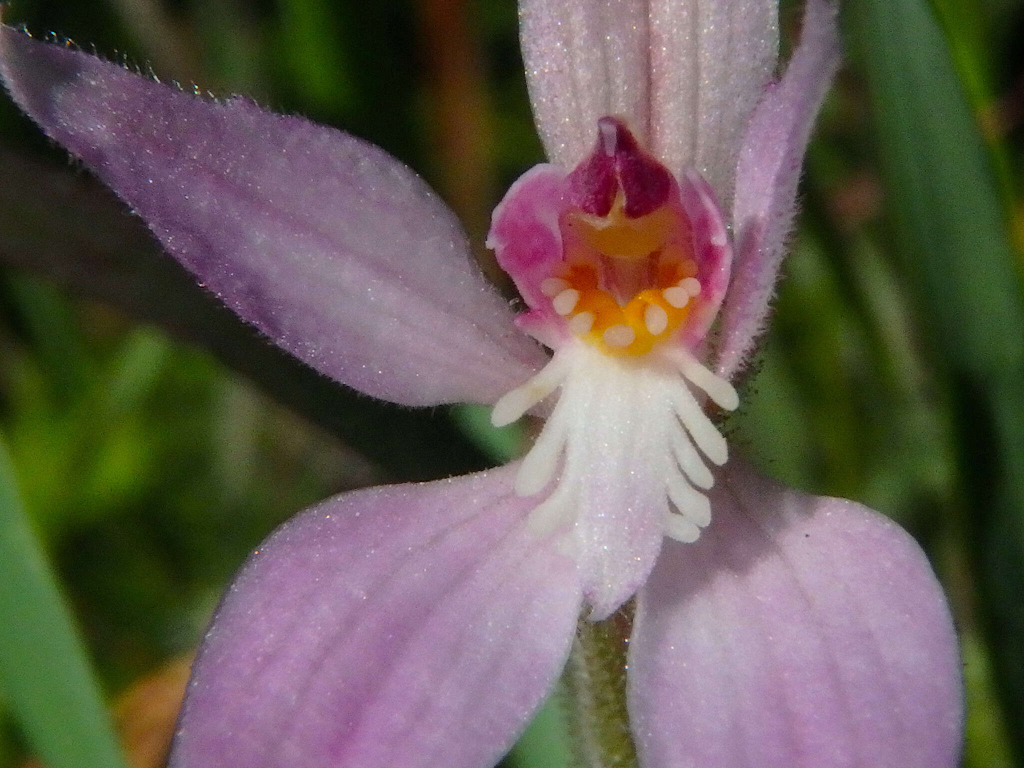 Image of Pink fairy orchid