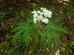 Image of Pinnate Coralroot