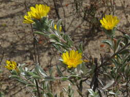 Plancia ëd Oedera rotundifolia (Less.) N. G. Bergh