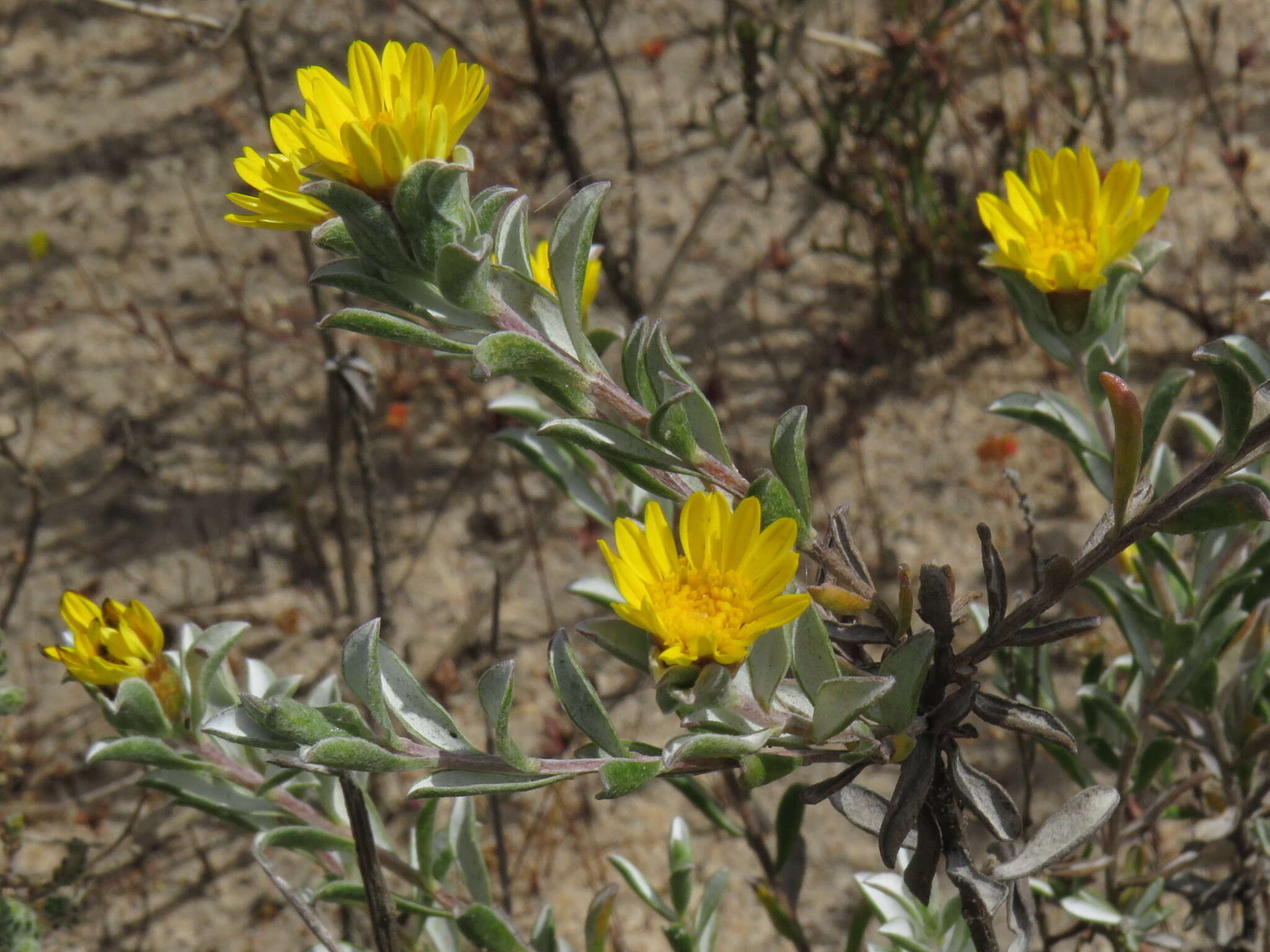 Plancia ëd Oedera rotundifolia (Less.) N. G. Bergh