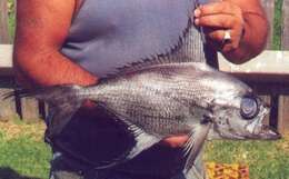 Image of Flathead pomfret