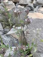 Image of hiddenflower phacelia