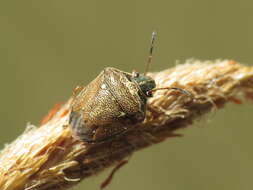 صورة Eysarcoris ventralis (Westwood 1837)