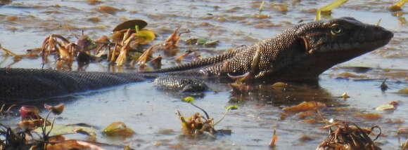 Image of Mertens's Water Monitor