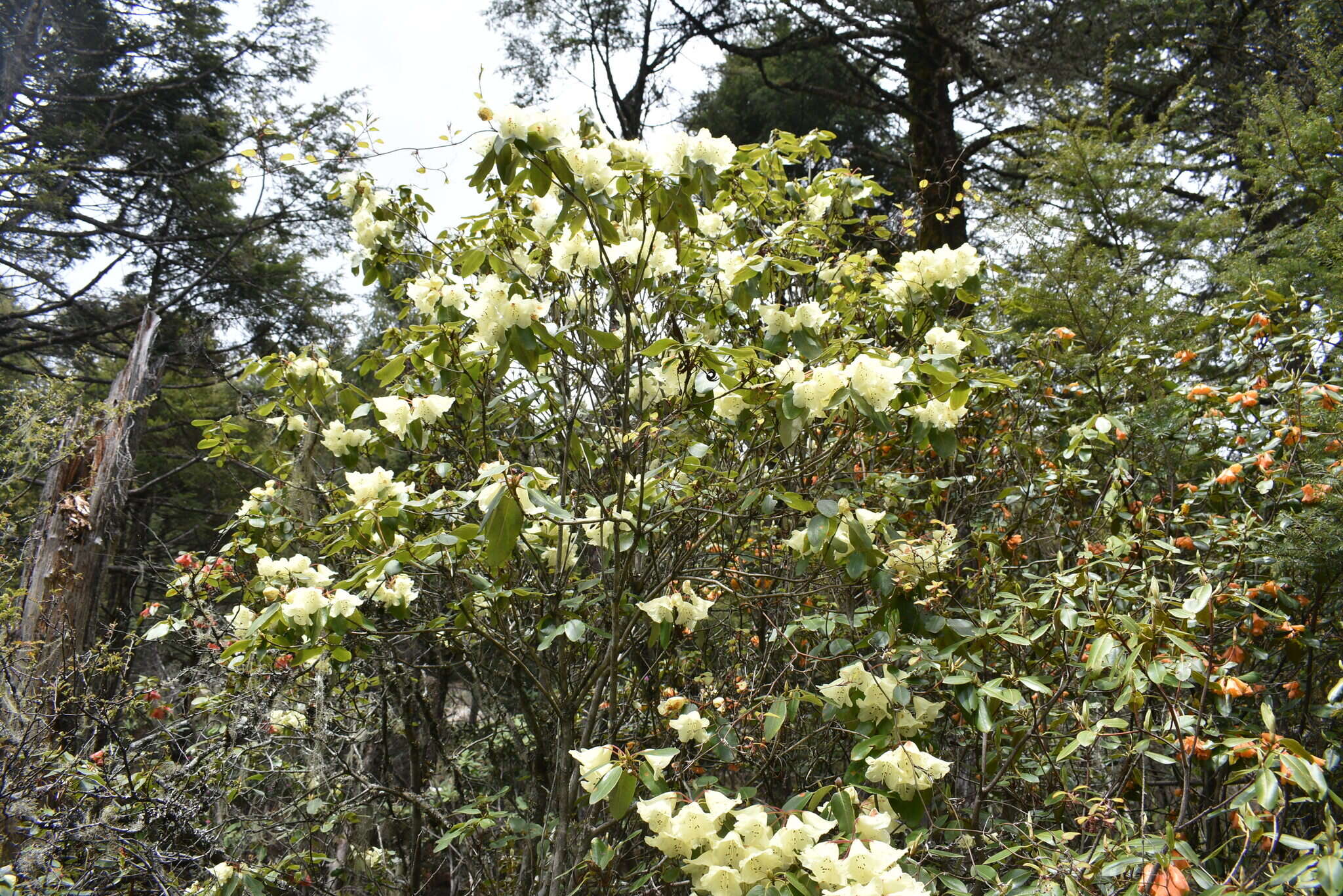 Imagem de Rhododendron campylocarpum Hook. fil.