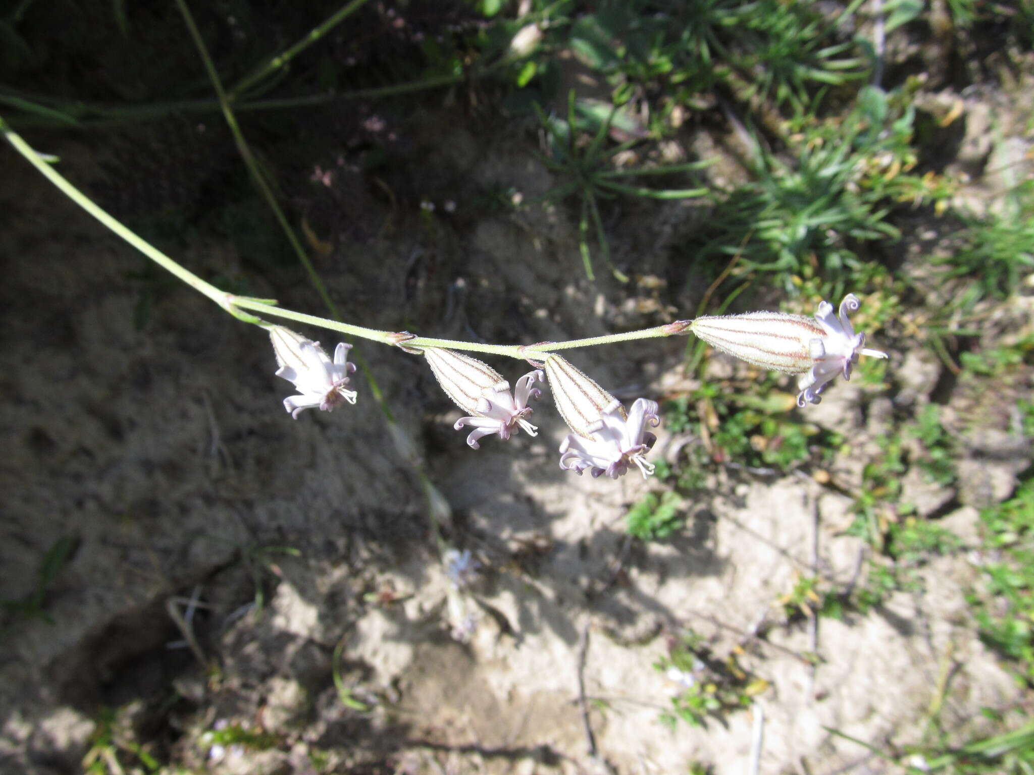 Imagem de Silene ciliata subsp. graefferi (Guss.) Nyman