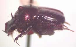 Image of Onthophagus viridivinosus Kohlmann & Solis 2001