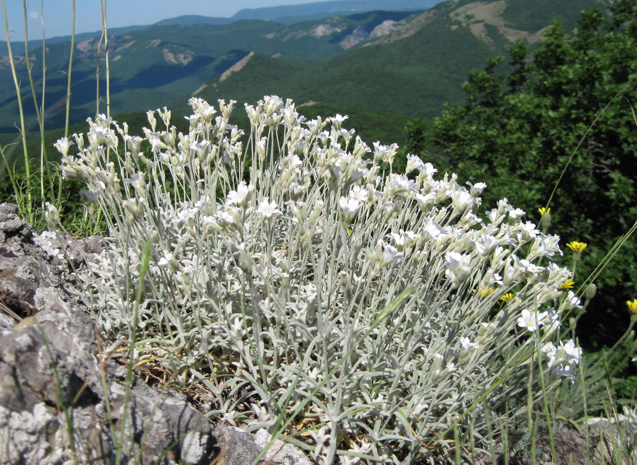 Imagem de Cerastium biebersteinii DC.