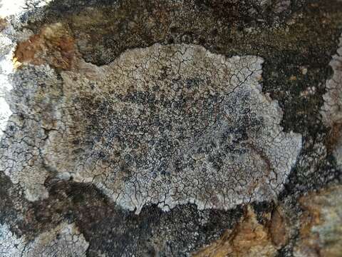 Image of lecidea lichen