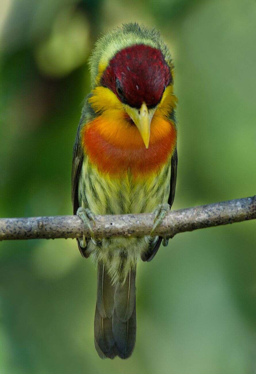 Image of Lemon-throated Barbet