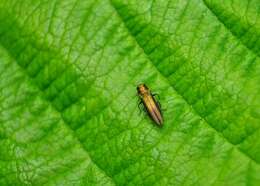 Image of Agrilus viridicaerulans rubi Schaefer 1937