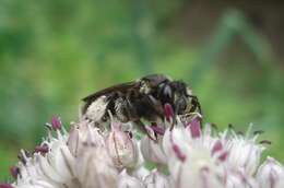 Image of Andrena pilipes Fabricius 1781