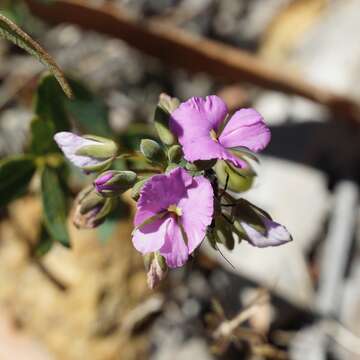 Image of Handsome Wedge Pea