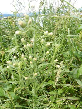 Image of Wing-Stem Camphorweed