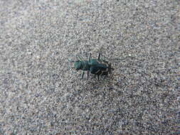 Image of Oblique tiger beetle