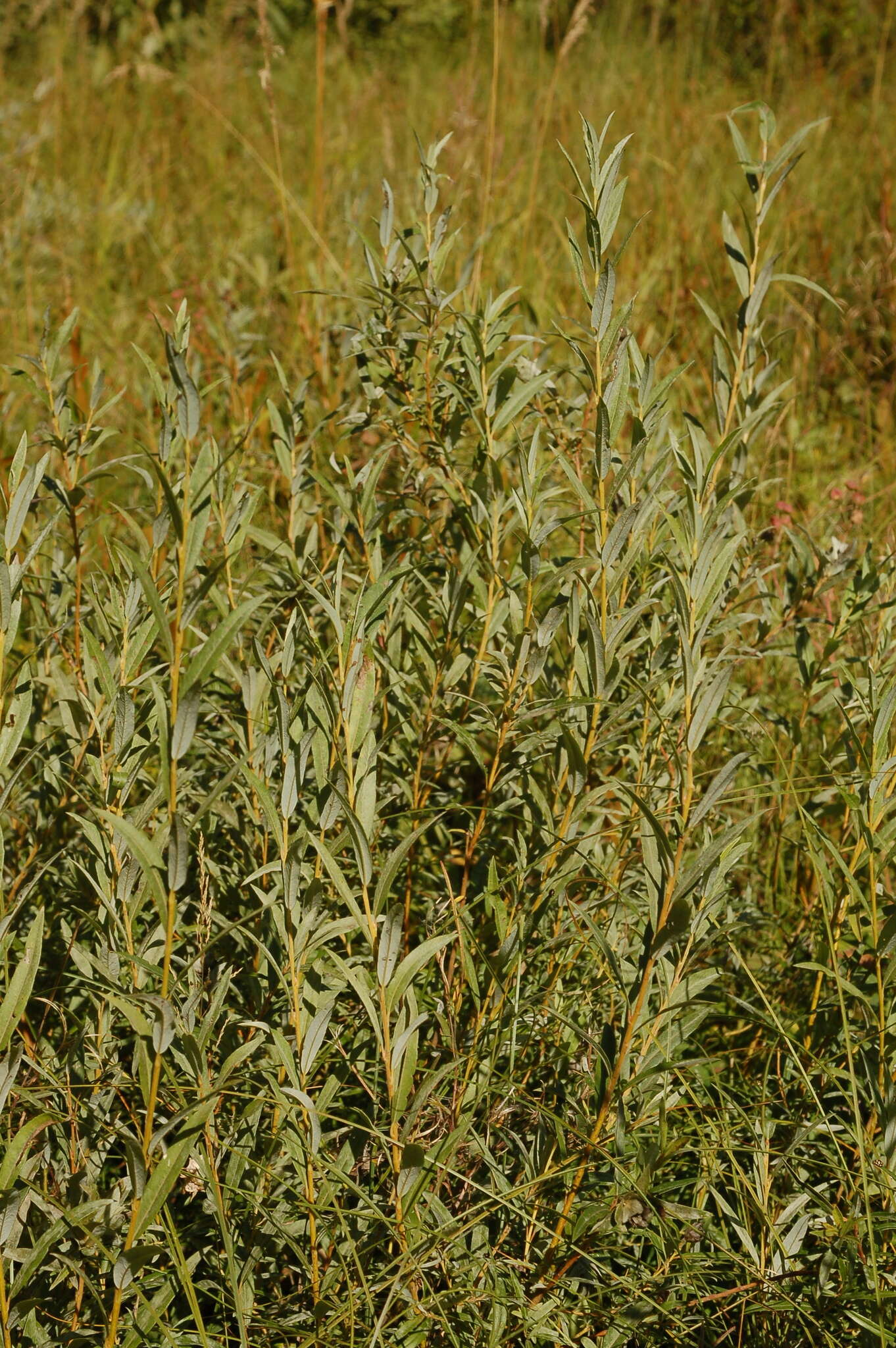 Imagem de Salix rosmarinifolia L.