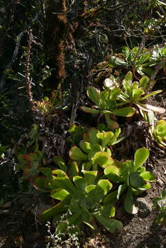 Image of Aeonium cuneatum Webb & Berth.