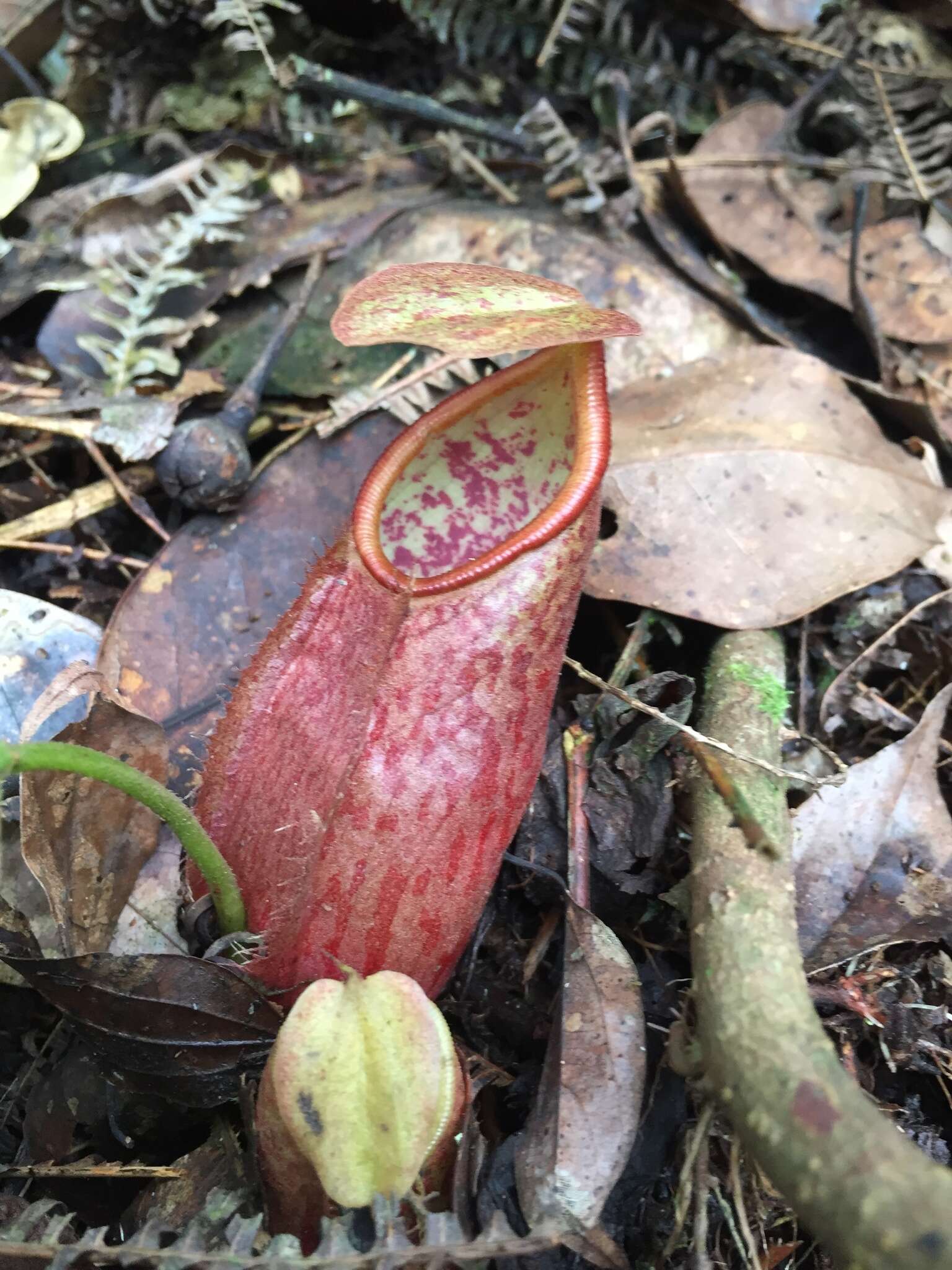 Image of Nepenthes gymnamphora Nees