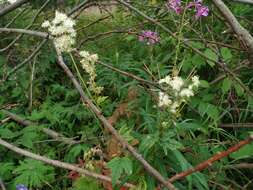 Plancia ëd Filipendula ulmaria subsp. denudata (J. & C. Presl) Hayek