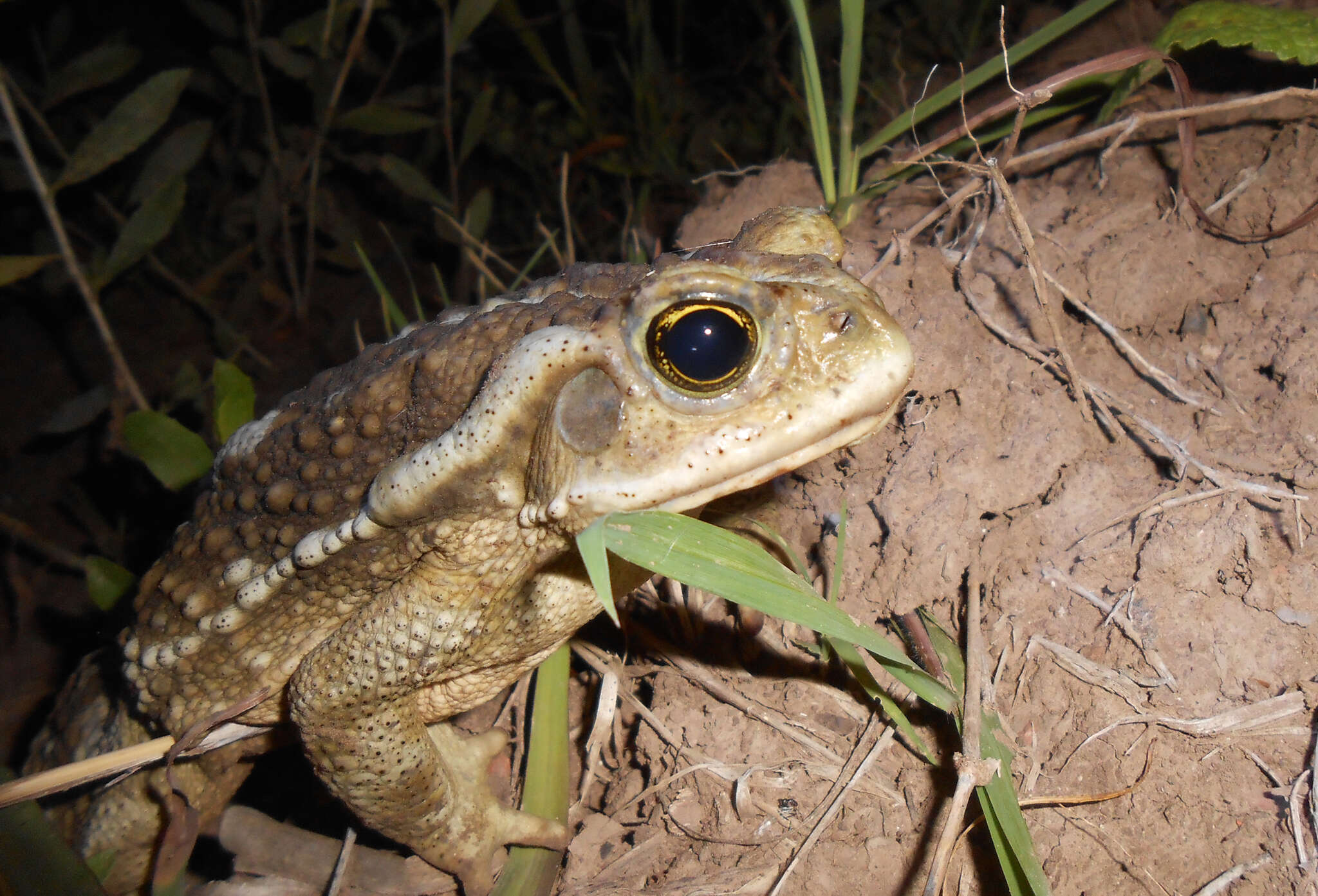 Image of Argentine toad