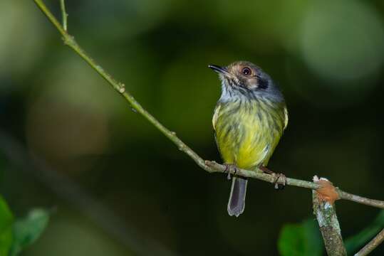 Image of Eared Pygmy Tyrant