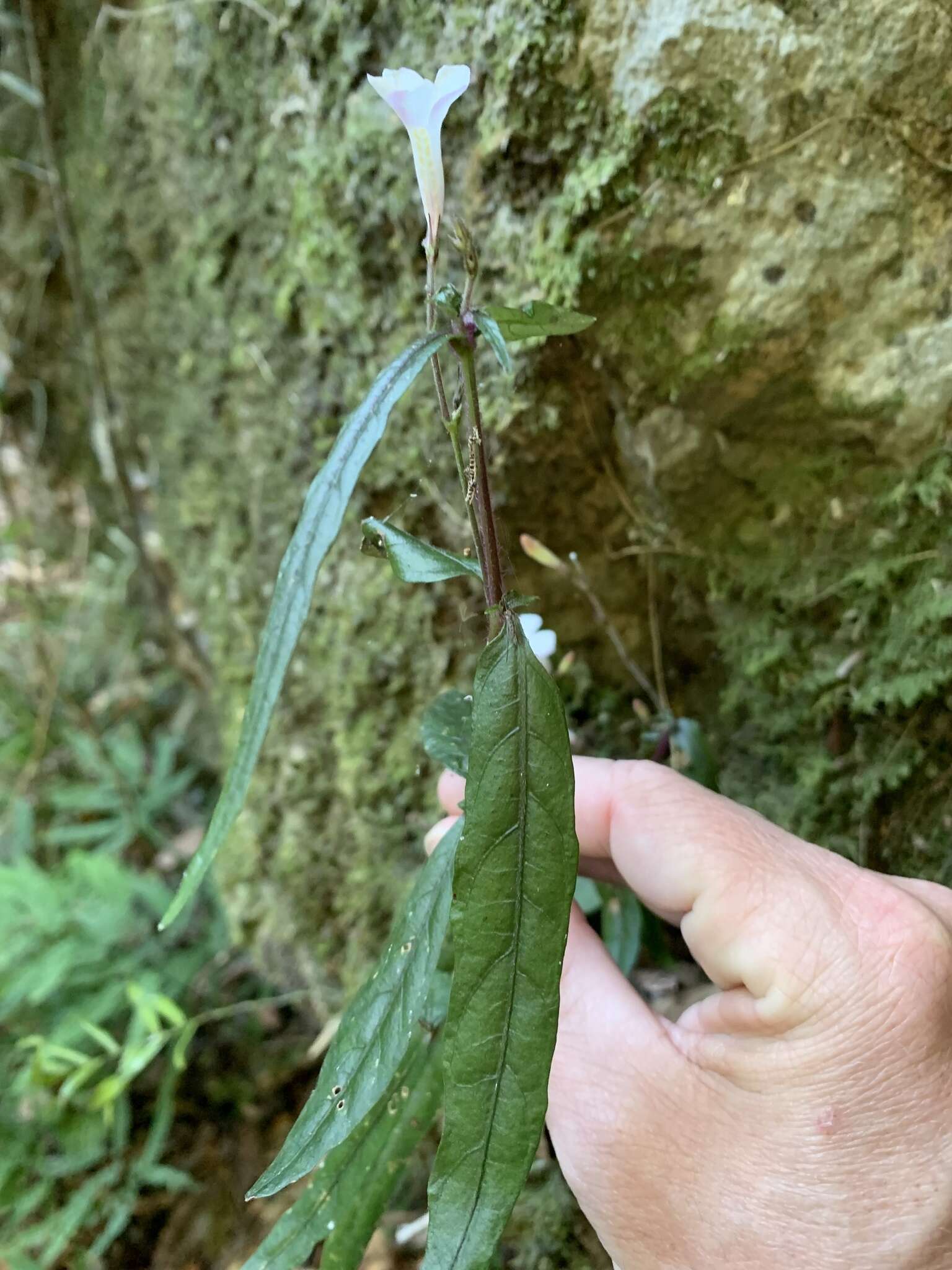 Sivun Brunoniella spiciflora (F. Muell. ex Benth.) Bremek. kuva