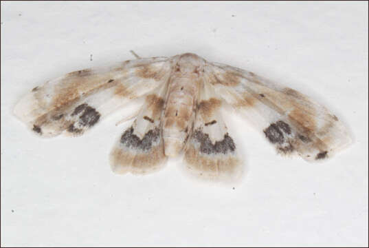 صورة Holocryptis phasianura Lucas 1892