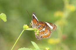 Image of Orange lacewing