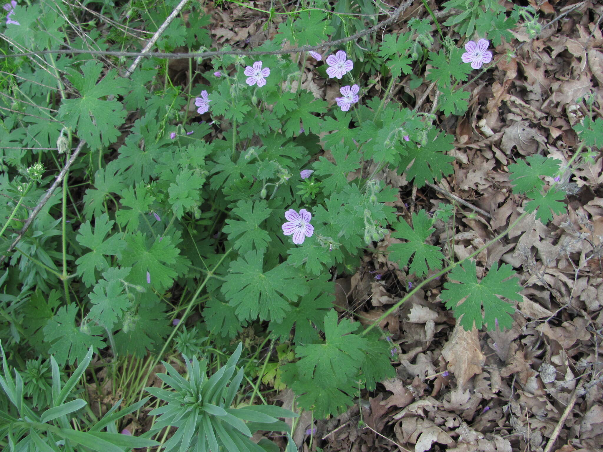 Image of Geranium albanum M. Bieb.