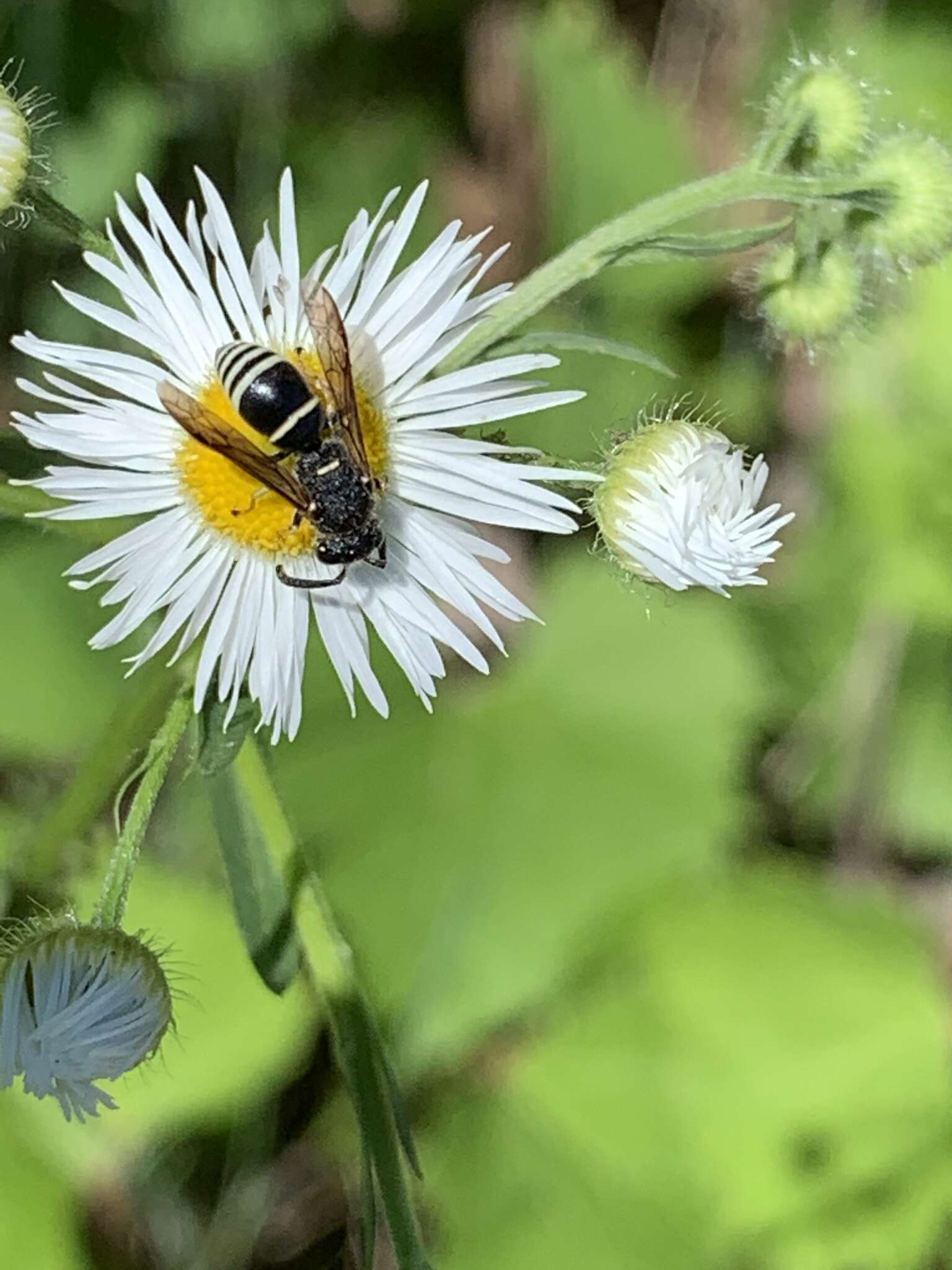 Euodynerus leucomelas (de Saussure 1856)的圖片